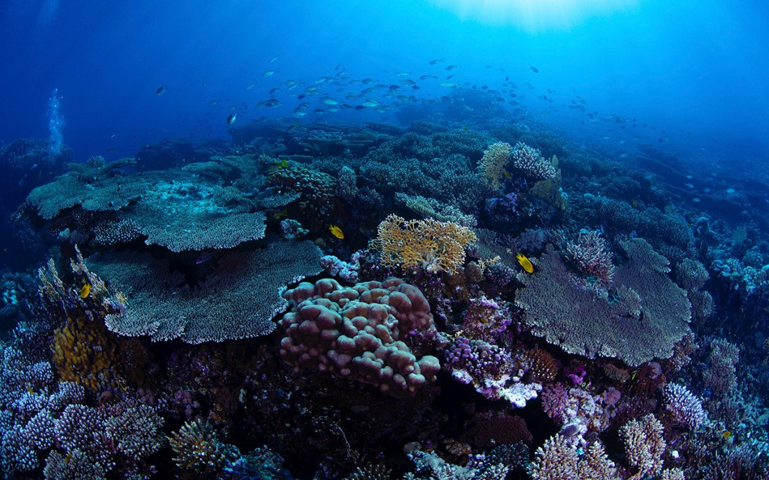 بعض الشعاب المرجانية في البحر الأحمر. (واس)