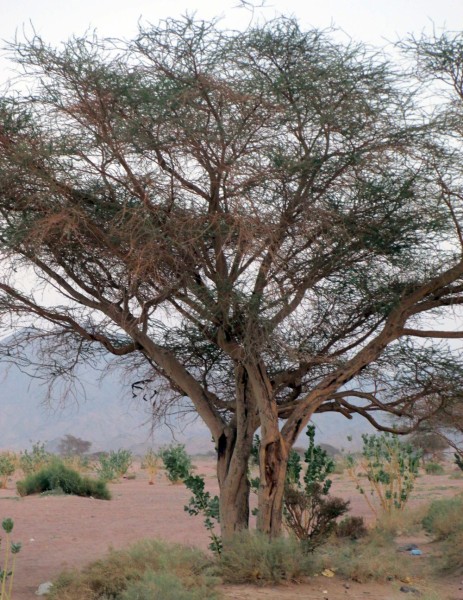 شجرة السمر العربي. (واس)