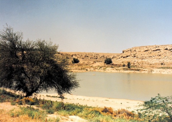 شجرة الطلح في وادي حنيفة بالرياض. (دارة الملك عبدالعزيز)
