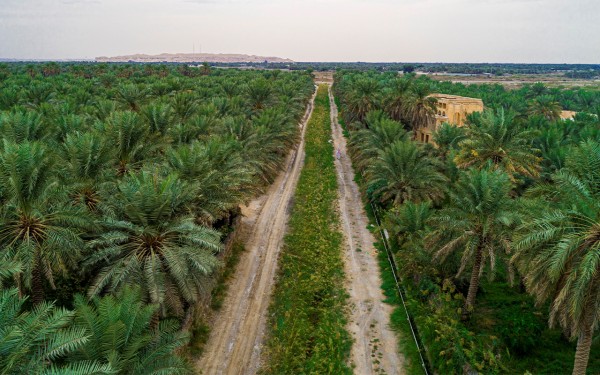 أشجار النخيل في واحة الأحساء في محافظة الأحساء. (واس)