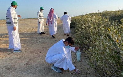 من جهود المحافظة على النباتات المهددة بالانقراض في السعودية. (المركز الوطني لتنمية الغطاء النباتي ومكافحة التصحر)