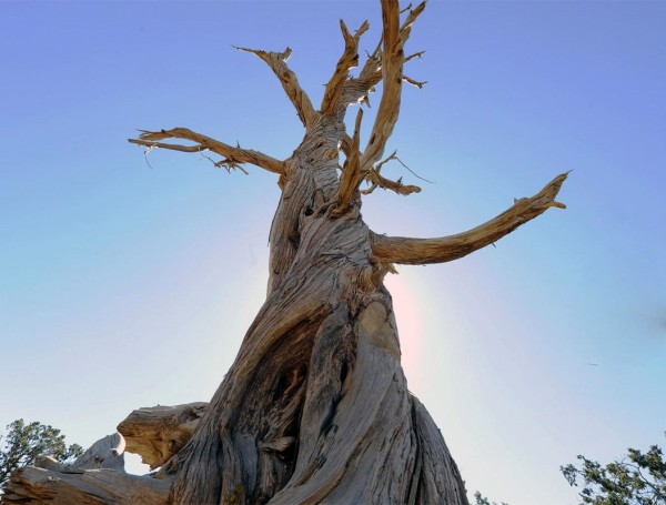 شجرة العرعر المعمرة، من الأشجار المنتشرة في جبال السروات. (واس)