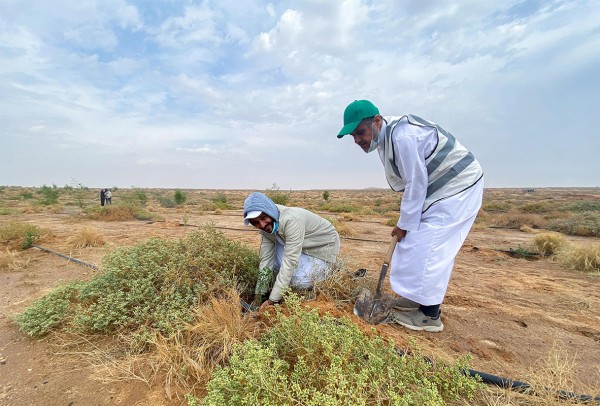 زراعة شجيرات ضمن مبادرة السعودية الخضراء. (واس)