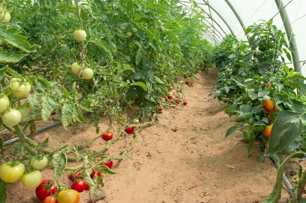 أحد البيوت المحمية لإنتاج الخضروات ومنها الطماطم. (واس)