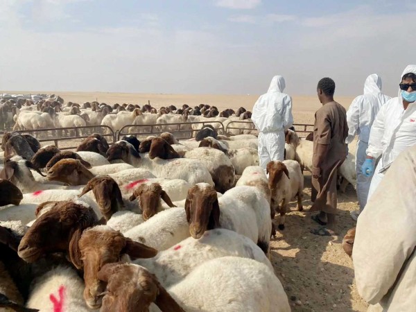 إحدى عمليات تحصين الحيوانات ضد الأمراض الوبائية في السعودية. (واس)