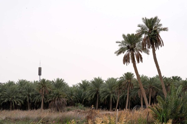 النخيل في منطقة الأحساء التي تعد أكبر واحة في شبه الجزيرة العربية. (سعوديبيديا) 