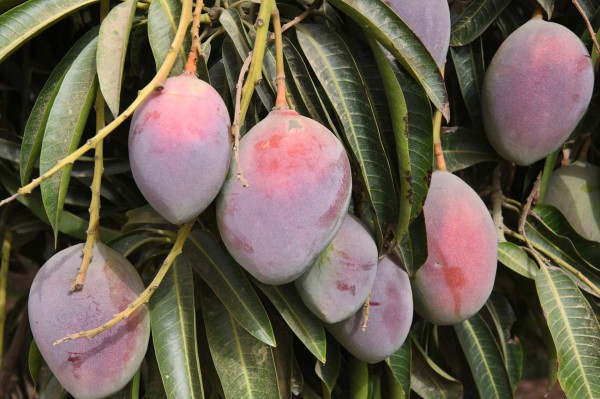فاكهة المانجو في إحدى مزارع منطقة جازان. (واس)