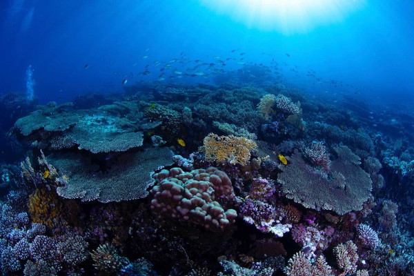 تنوع الشعاب المرجانية في البحر الأحمر. (واس)