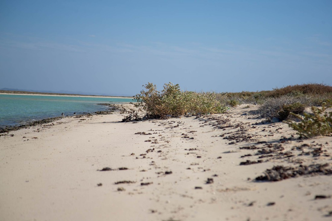 شاطئ أملج الذي يتميز برماله البيضاء. (سعوديبيديا)