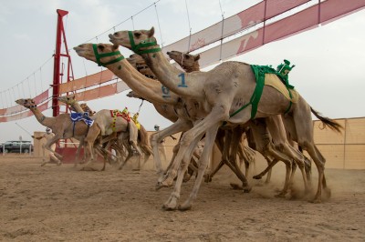سباق مهرجان ولي العهد للهجن. (سعوديبيديا)