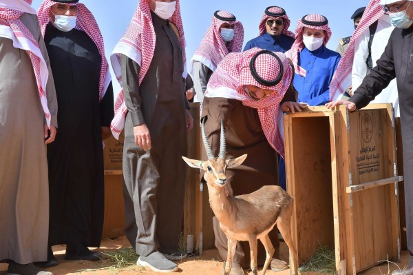 المركز الوطني لتنمية الحياة الفطرية تطلق ظبي الإدمي في إحدى محميات المملكة. (واس)
