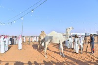 من مزاد الحراج الخارجي في مهرجان مزاد الإبل في تربة بمنطقة حائل. (واس)