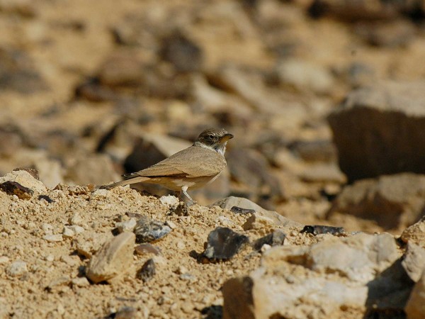 "عزيزي" هو فصيلة من سلالة قنبرة الصحراء. (المركز الوطني لتنمية الحياة الفطرية)