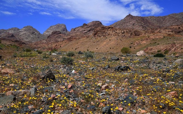 جبل اللوز في منطقة تبوك شمال السعودية. (واس)
