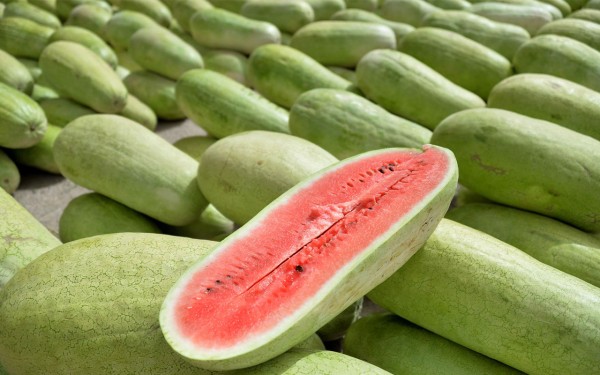 البطيخ من المحاصيل الزراعية في السعودية. (واس)