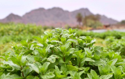 نعناع المدينة المنورة. (واس) 
