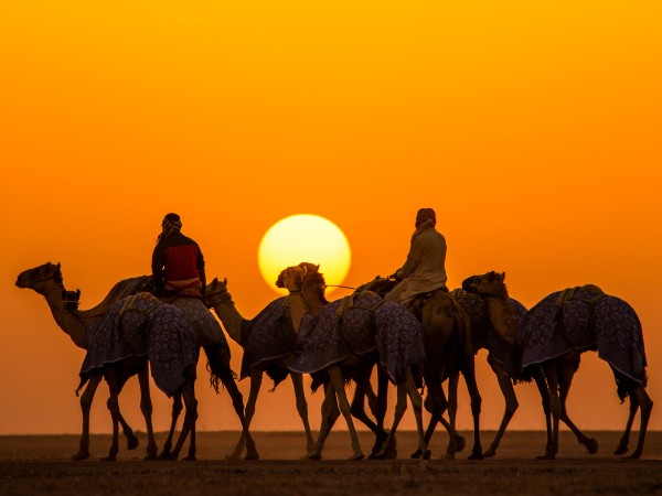 إبل ورعاتها في مسيرة مع غروب الشمس في السعودية. (واس)