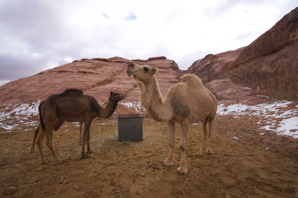 صورة لجملين في جبل علقان بمنطقة تبوك شمال السعودية. (سعوديبيديا)
