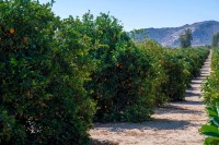 زراعة الحمضيات في منطقة نجران. (واس)