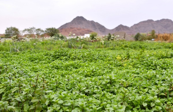 مزارع النعناع في المدينة المنورة. (سعوديبيديا) 

