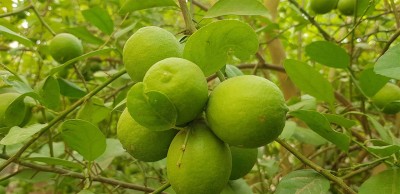 إحدى أشجار الليمون المثمرة في السعودية. (واس)