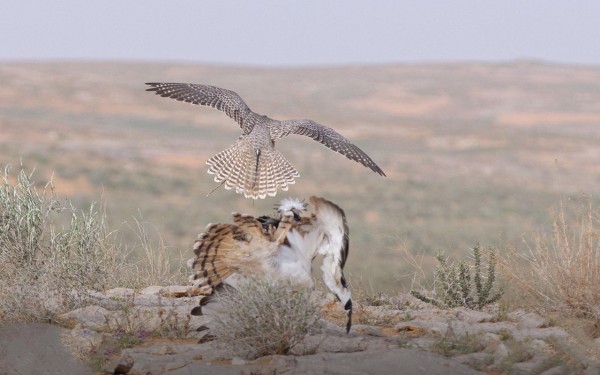 لحظة اصطياد الصقر لطائر الحبارى. (واس)
