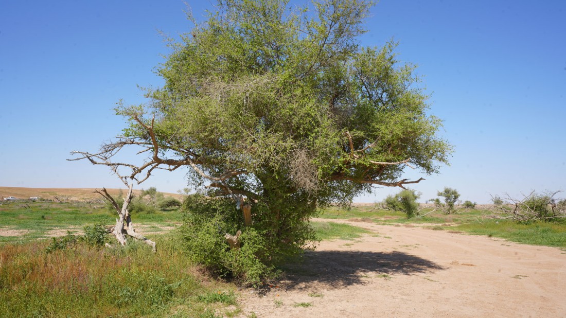 شجرة السدر. (محمية الملك عبدالعزيز الملكية) 