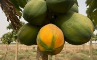 فاكهة البابايا وفواكه أخرى استوائية يتم إنتاجها في منطقة جازان جنوب السعودية. (واس)