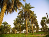 إحدى مزارع النخيل في السعودية. (سعوديبيديا)