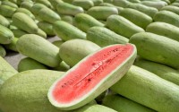 البطيخ أو الحبحب من المحاصيل الزراعية في السعودية. (واس)
