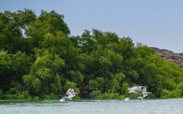 محمية جزر فرسان في منطقة جازان. (واس)