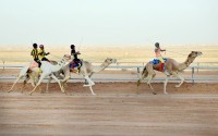 سباقات مهرجان ولي العهد للهجن الذي يقام في الطائف. (سعوديبيديا)
