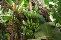 إحدى مزارع الموز في منطقة جازان. (واس)