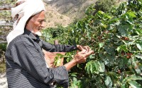 مزارع يجني محصول البن في مزرعته بمنطقة جازان. (واس)