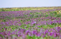 زهور الخزامى تكسو صحاري السعودية في فصل الربيع. (واس)