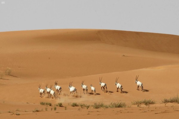 مجموعة من المها في محمية عروق بني معارض. (واس)