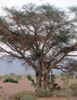 شجرة السمر إحدى أنواع شجر الأكاسيا التي تنمو في السعودية. (واس)