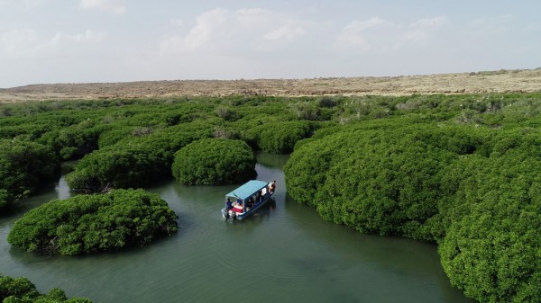 غابة المانجروف في جزر فرسان على ساحل البحر الأحمر. (واس)