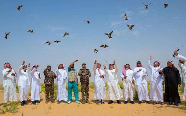 إطلاق عدد من الطيور لإعادة توطينها في محمية الملك عبدالعزيز الملكية. (واس)