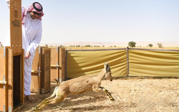 إطلاق أحد الغزلان في محمية الملك خالد الملكية. (واس)