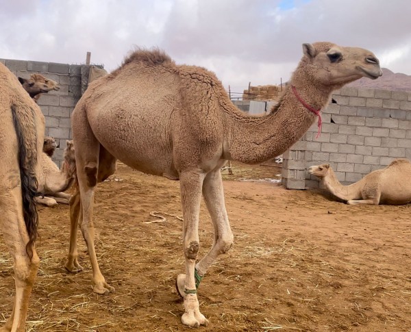 الجمل العربي من أكثر الحيوانات قدرة على التكيف والتحمل. (سعوديبيديا)