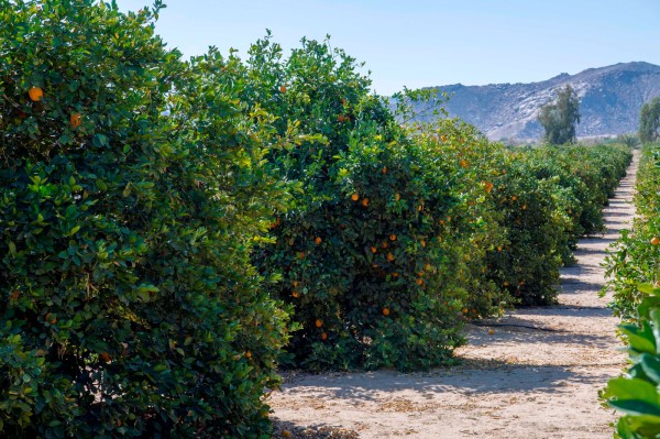 إحدى المزارع في منطقة نجران. (واس)