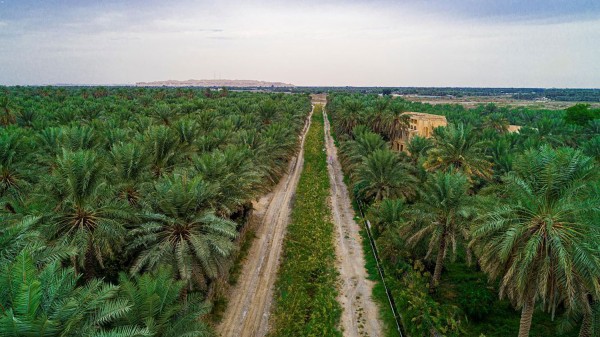 واحة النخيل في الأحساء. (واس)