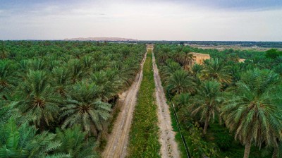 واحة الأحساء بالمنطقة الشرقية. (واس)