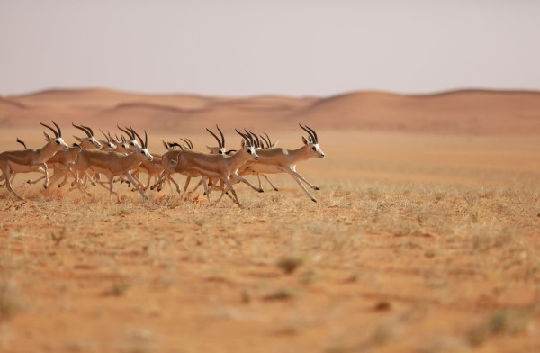 قطيع من الغزلان في أحد السهول بالسعودية. (واس)