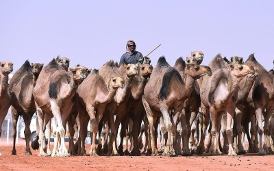 مجموعة إبل في السعودية. (واس)