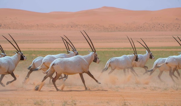 قطيع من المها العربي في محمية الملك عبدالعزيز الملكية. (واس)