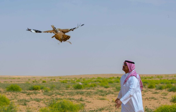 إطلاق طائر لإعادة توطينه في محمية الملك عبدالعزيز الملكية. (واس)