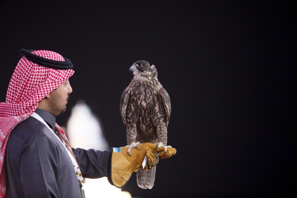 أحد المشاركين في مهرجان الملك عبدالعزيز للصقور. (المركز الإعلامي لنادي الصقور السعودي)