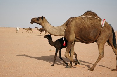 الإبل المجاهيم في السعودية. (دارة الملك عبدالعزيز)